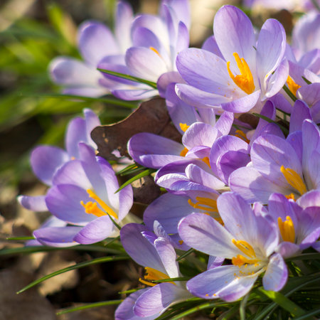 Crocus flowers in the garden - spring flowers - soft focus