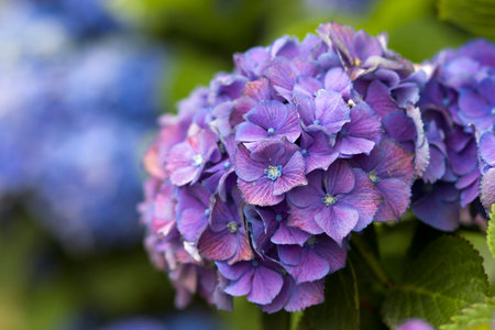 Macro image, blue hydrangea flower backgroundの写真素材