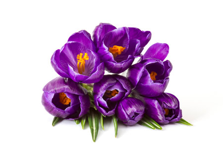 crosus flowers on white background - spring flowersの写真素材