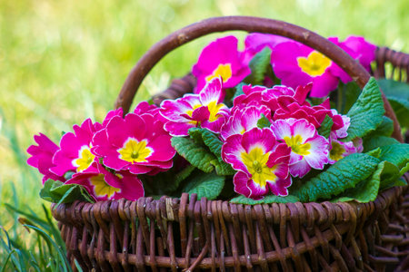 Blossoming pink primrose in a basketの写真素材