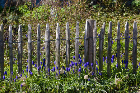 pansies flowers in a spring garden - close upの写真素材