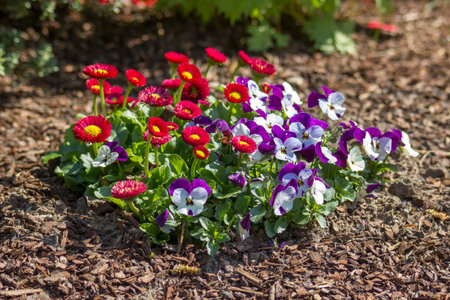 Daisies and pansies in a spring garden - close upの写真素材