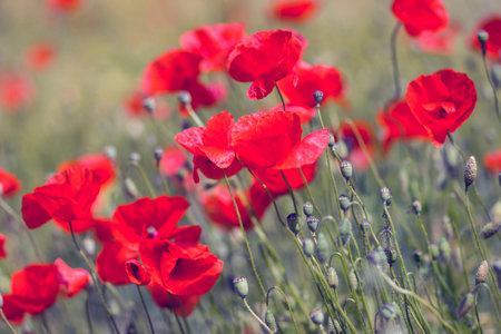 in the meadow - wild poppy flowers - soft focusの写真素材