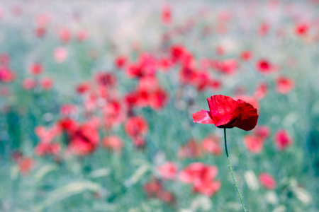 in the meadow - wild poppy flowers - soft focusの写真素材