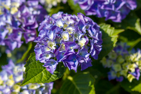 Macro image, blue hydrangea flower backgroundの写真素材