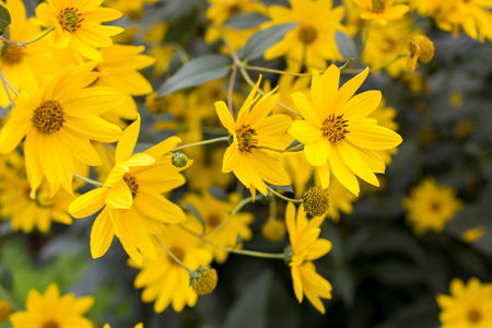 yellow flowers in a garden - natural summer backgroundの写真素材