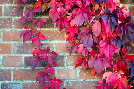 colorful autumn leaves on brick wall - autumn backgroundの写真素材