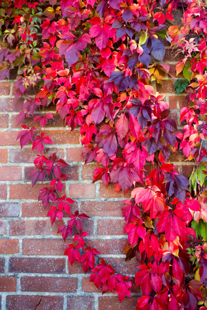 colorful autumn leaves on brick wall - autumn backgroundの写真素材