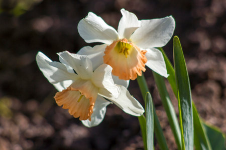 spring flowers in the garden - narcissus (daffodils) - close upの写真素材