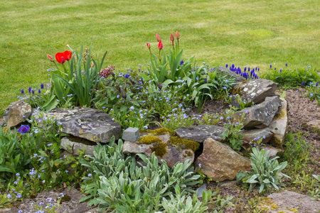 Natural flower and stone in garden. Garden flower partの写真素材