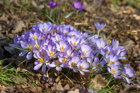 crocus flowers in the garden - spring flowersの写真素材