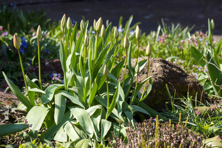 spring flowers in the garden - tulipsの写真素材