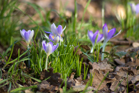 Crocus flowers in the garden - spring flowers - soft focus