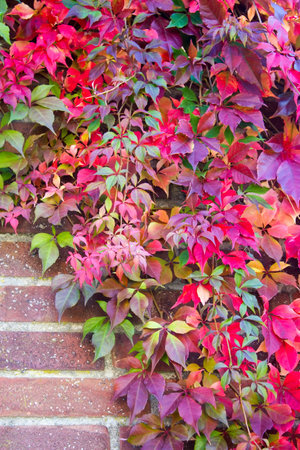colorful autumn leaves on brick wall - autumn backgroundの写真素材