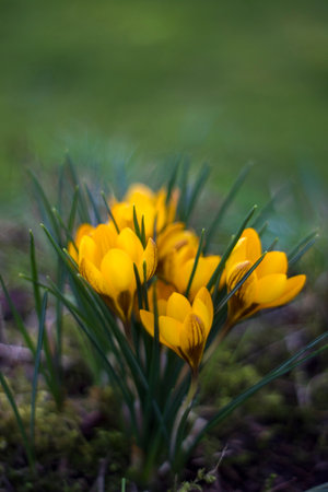 Crocus - one of the first spring flowers in the gardenの写真素材