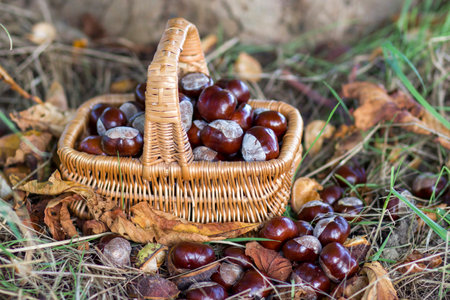 basket full of chestnuts - autumn in a forestの写真素材