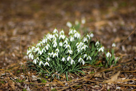 snowdrop - one of the first spring flowersの写真素材