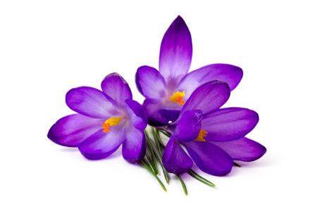 crocus - one of the first spring flowers, white backgroundの写真素材