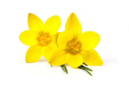 crocus - one of the first spring flowers, white backgroundの写真素材
