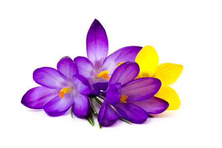 crocus - one of the first spring flowers, white backgroundの写真素材