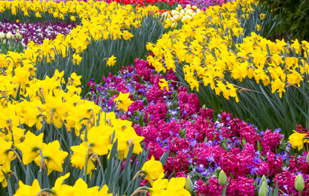 spring flowers in Keukenhof, the Netherlandsの写真素材