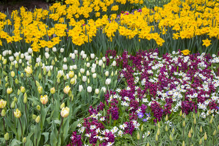 spring flowers in Keukenhof, the Netherlandsの写真素材