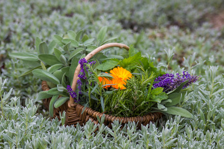 Freshly harvested herbs in a basket in the gardenの写真素材