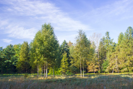 Birch trees in a forest - sunny summer day in Polandの写真素材