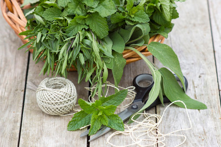 Freshly harvested herbs with scissors and string on wooden backgroundの写真素材