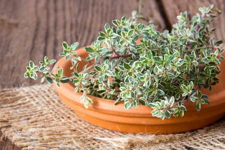 fresh thyme on a plate - wooden backgroundの写真素材