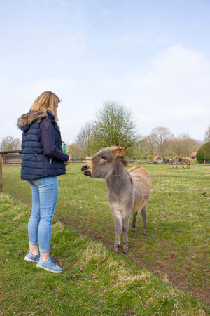 young girl feeding donkey at zooの写真素材