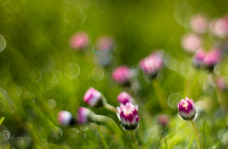 Daisy flowers in morning dew with natural bokeh, soft focusの写真素材