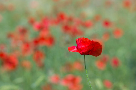 in the meadow - wild poppy flowers - soft focusの写真素材