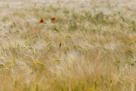 in the barley field - wild poppy flowers - soft focusの写真素材