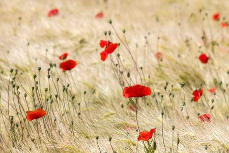 in the barley field - wild poppy flowers - soft focusの写真素材