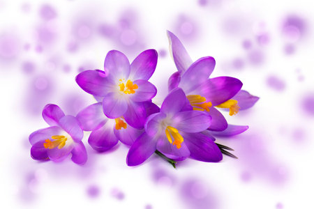 Crocus - one of the first spring flowers on white backgroundの写真素材