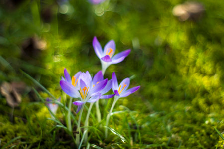 Crocus flowers in the garden - spring flowers - soft focusの写真素材