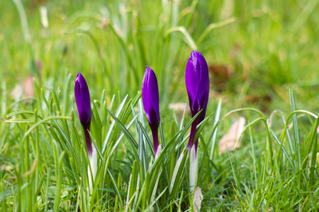 Crocus flowers in the garden - spring flowers - soft focusの写真素材
