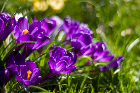 Crocus flowers - one of spring flowers with natural bokehの写真素材