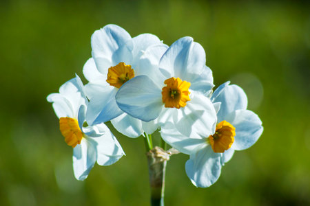 Narcissus flowers in the garden - soft focus