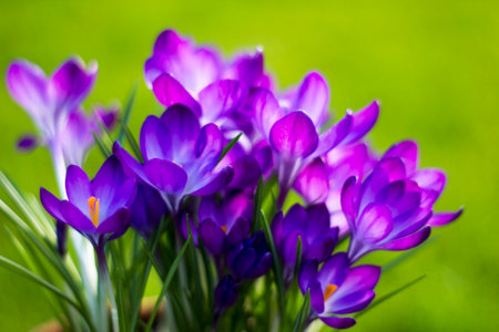 Crocus flowers in the garden - spring flowers - soft focusの写真素材