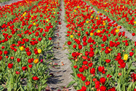 tulip field in the Netherlands - red and yellow tulipsの写真素材