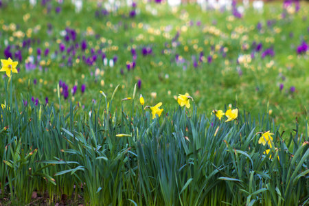 spring flowers in the garden - narcissus and crocus - soft crocusの写真素材