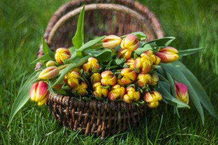 Colorful fresh tulips in wicker basket in the garden - soft focusの写真素材
