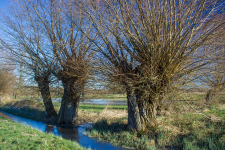 Salix caprea - willow grove. Winter landscape with several willows growing in the meadow, Germany