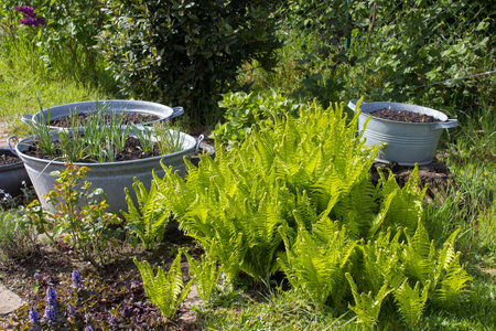 rustic garden - fern and plants in tin tubの写真素材