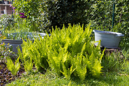 rustic garden - fern and plants in tin tubの写真素材