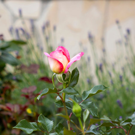 red rose in the garden - close up - soft focusの写真素材