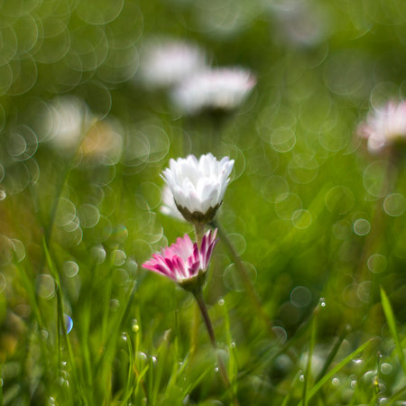 Daisy flowers in morning dew with natural bokeh, soft focusの写真素材