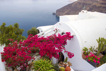 White architecture and flowers bougainvillea in Fira town (Thira) on Santorini island in Greeceの写真素材